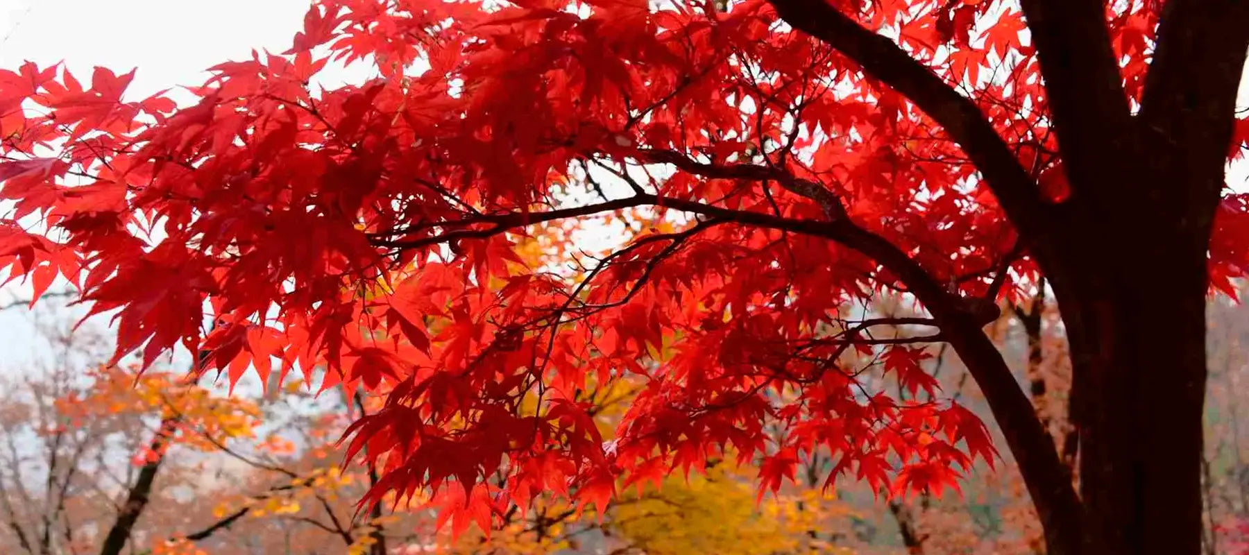 Unlimited Canada eSIM